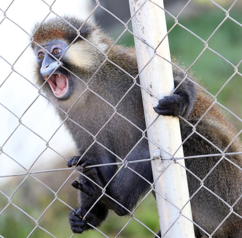Cercopiteco de hocico azul