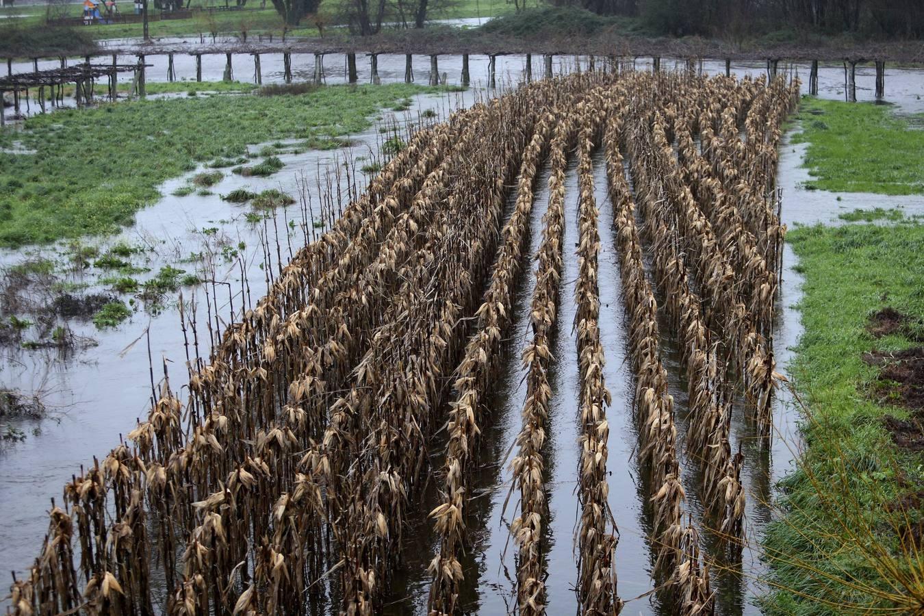 Plantación inundada en el municipio pontevedrés de Barro