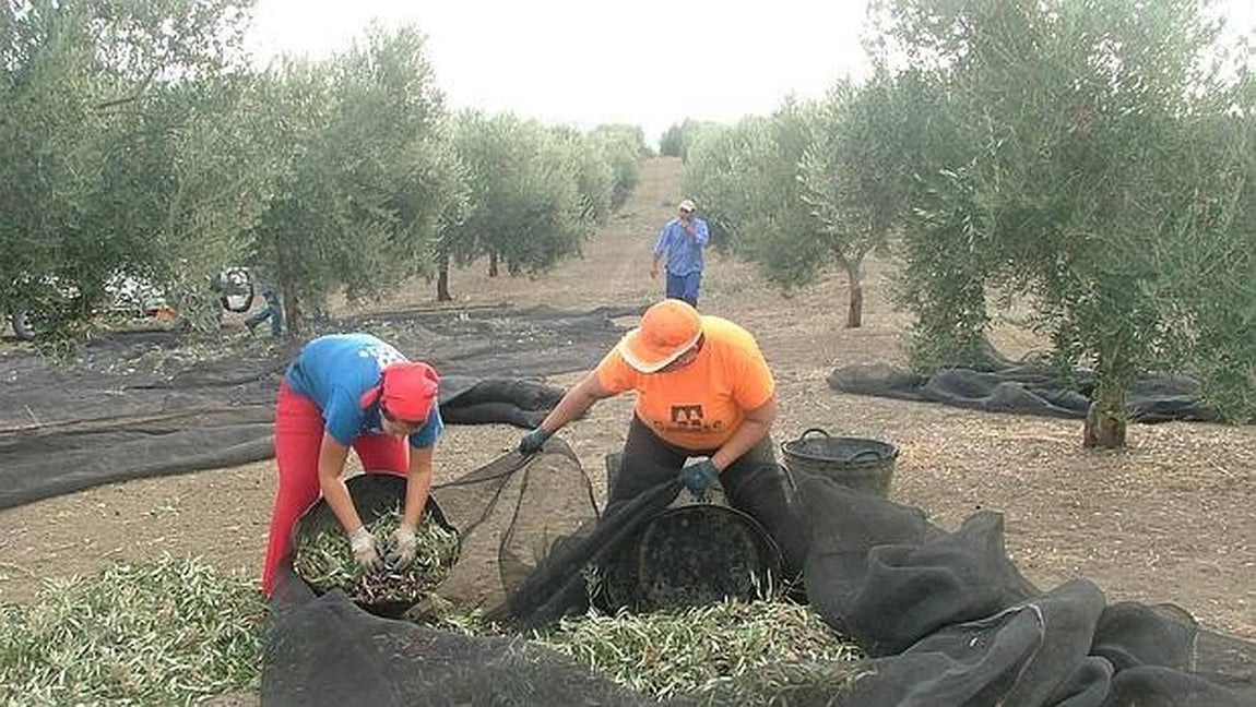 El campo Cordobés despunta con las mejores cifras de la agricultura. 