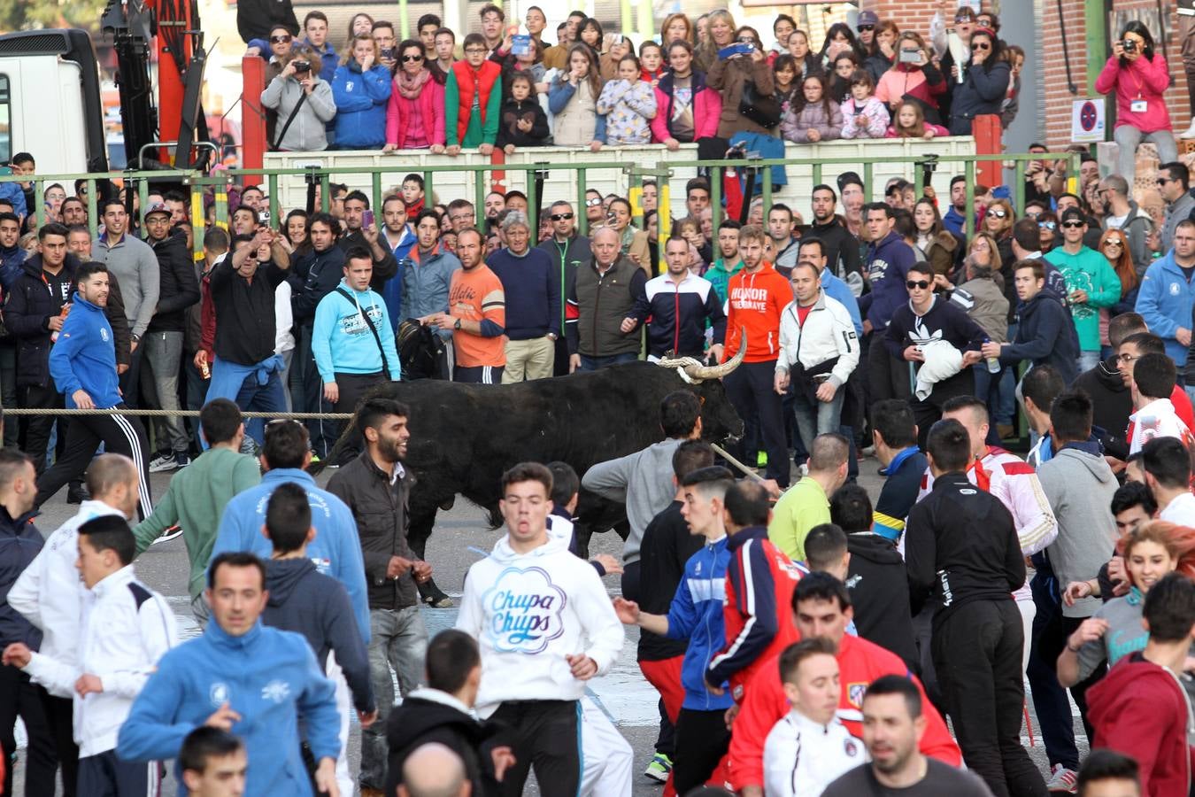 El toro enmaromado, en imágenes