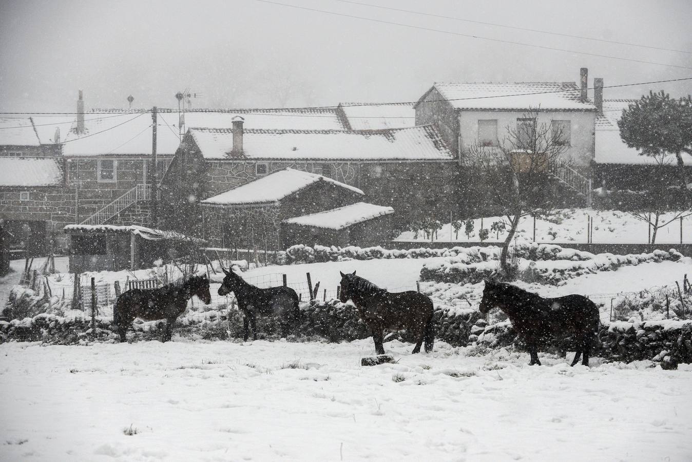 Una recua de caballos en el municipio orensano de Montederramo. 