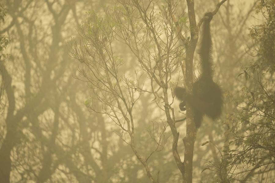 Fotografía de la serie tomada por Tim Laman, que ha sido galardonada con el primer premio Stories (Historias), en la categoría de Naturaleza. La imagen muestra un orangután de Borneo entre la niebla, en la provincia de Kalimantan, Indonesia