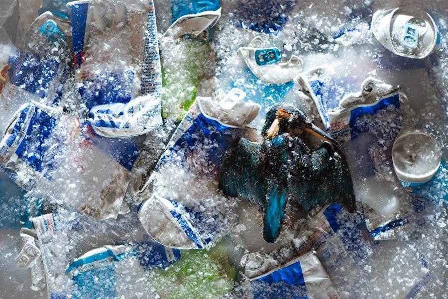 Animales viviendo entre basura... y humanos rodeados de papeleras