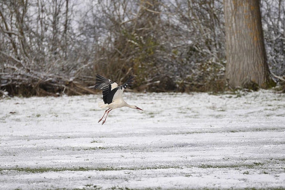 La nieve tiñe España de blanco. El temporal ha provocado dificultades en las carreteras pero también ha dejado bellas estampas en varias ciudades españolas