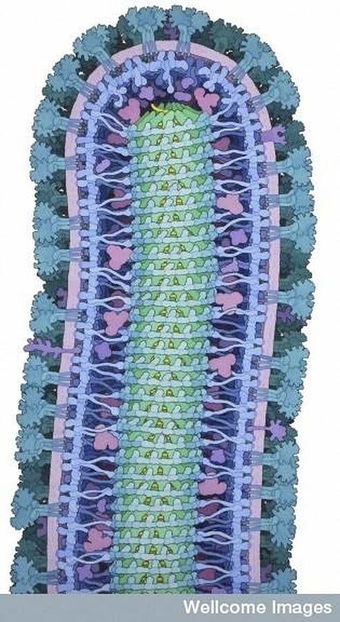 Representación del virus ébola. 