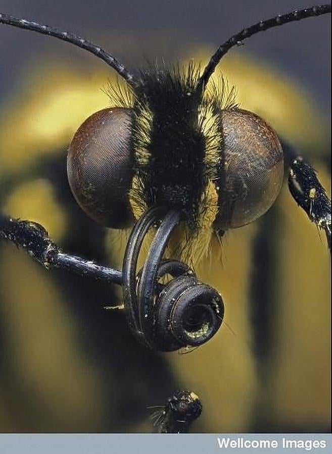 Primer plano de una mariposa. 