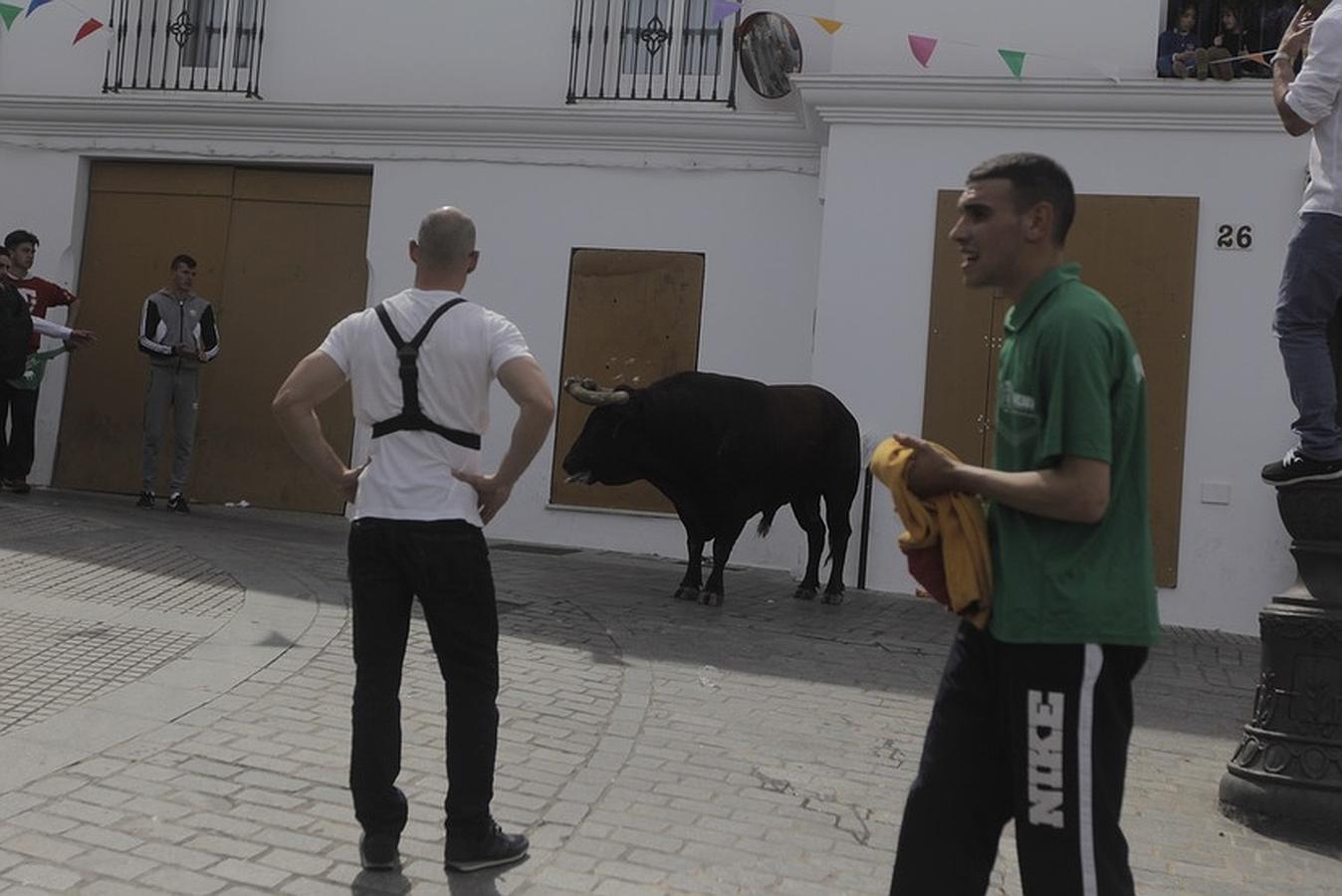 La lluvia desluce el tradicional toro &#039;embolao&#039; de Vejer