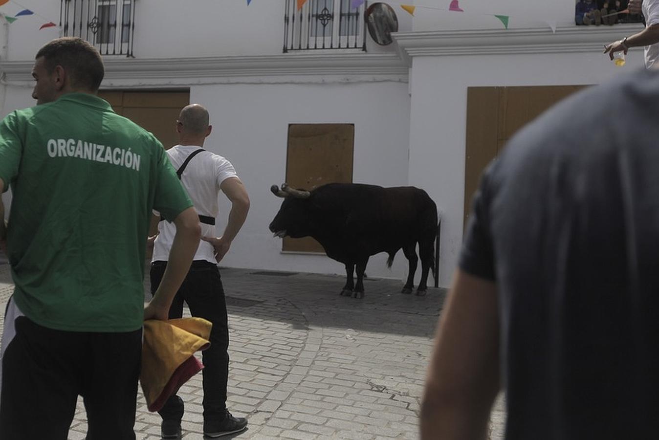 La lluvia desluce el tradicional toro &#039;embolao&#039; de Vejer