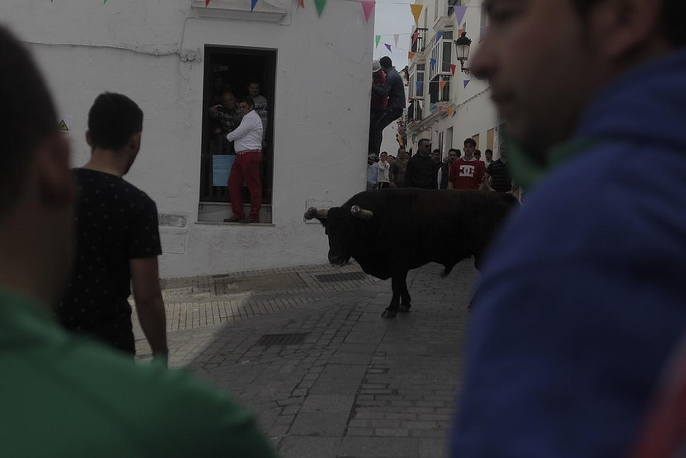 La lluvia desluce el tradicional toro &#039;embolao&#039; de Vejer