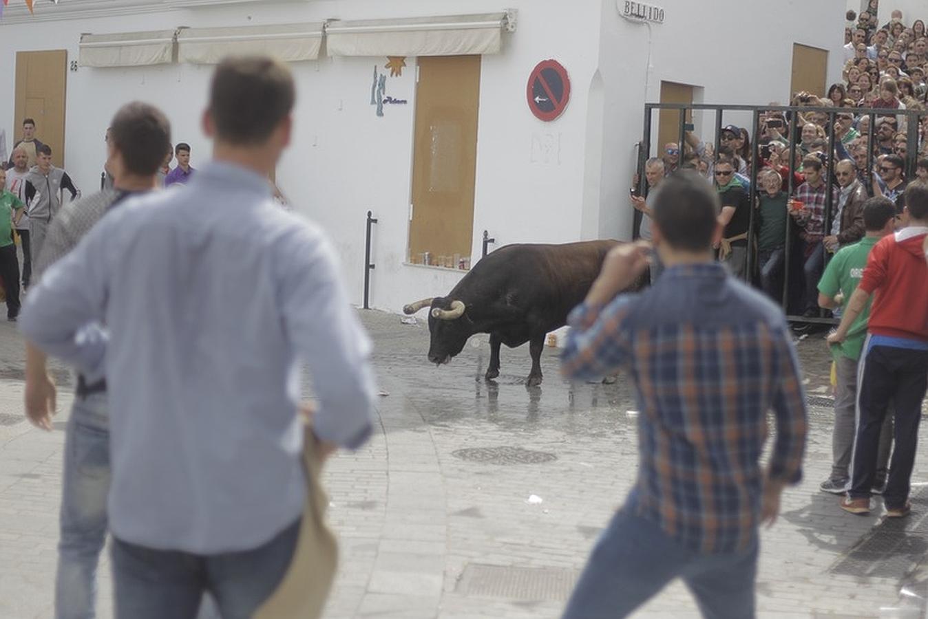 La lluvia desluce el tradicional toro &#039;embolao&#039; de Vejer