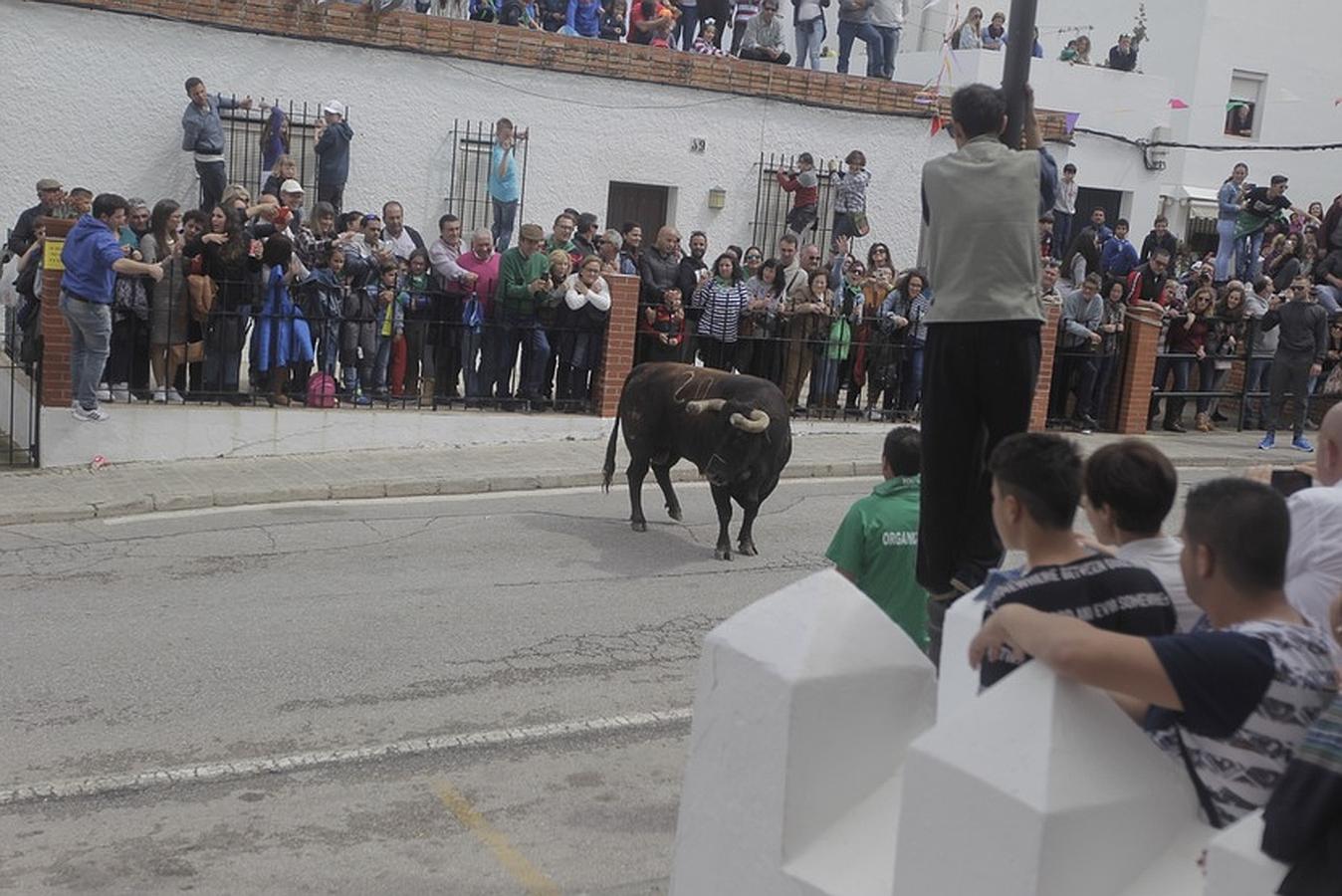 La lluvia desluce el tradicional toro &#039;embolao&#039; de Vejer