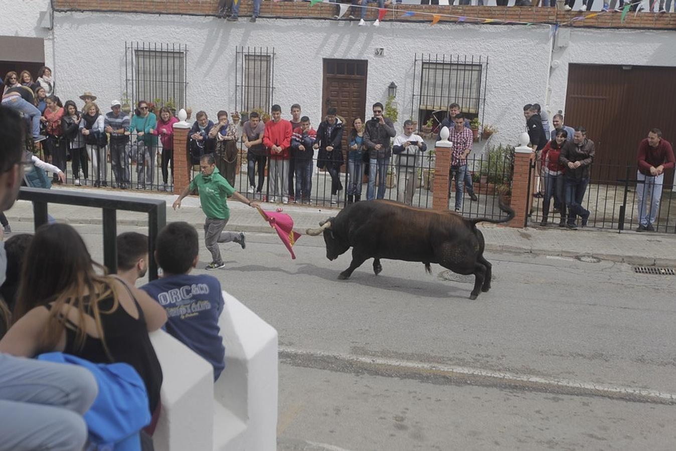 La lluvia desluce el tradicional toro &#039;embolao&#039; de Vejer