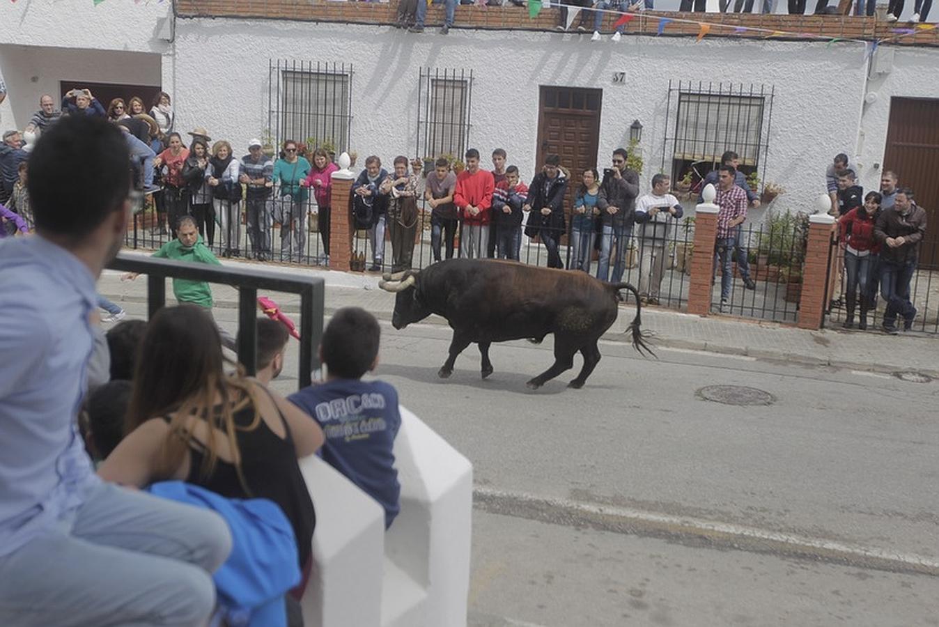 La lluvia desluce el tradicional toro &#039;embolao&#039; de Vejer