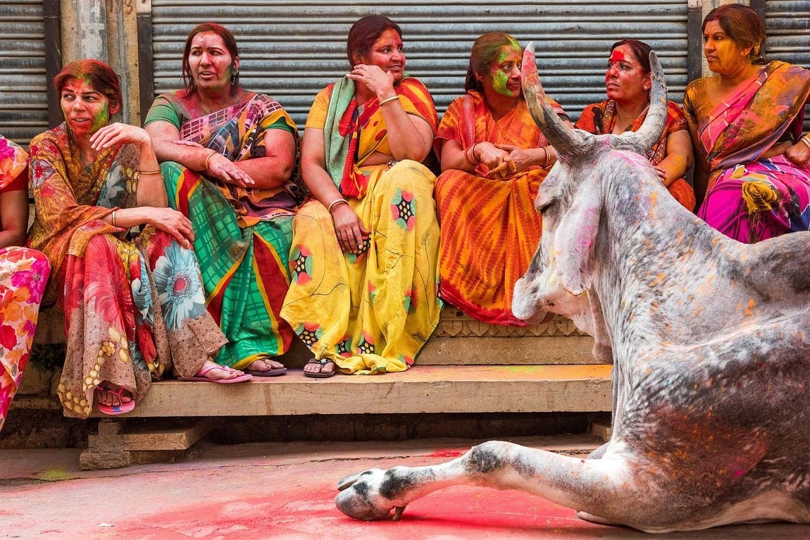 El fabuloso estallido de colores del festival Holi. Un grupo de mujeres de la India observa una vaca durante el Festival de Holi en Jaisalmer, India. El festival del color, que paraliza el país, se celebra la primera luna llena de marzo y sus orígenes se remontan a diferentes leyendas mitológicas hindúes.