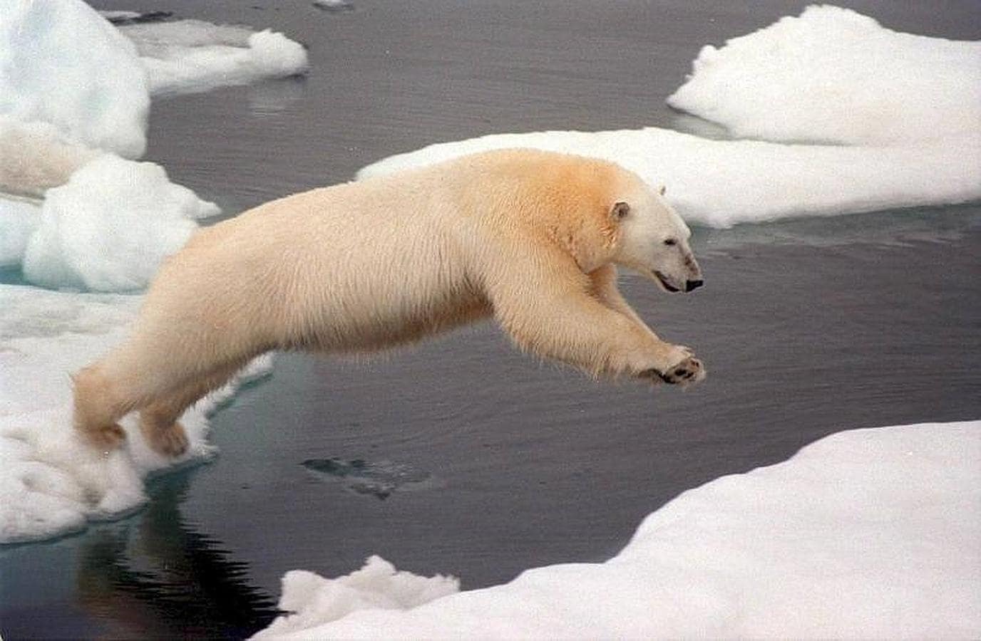 El hielo es muy importante para el oso polar ya que le permite la caza. Cada semana que no puede hacerlo pierde 10 kilos de peso