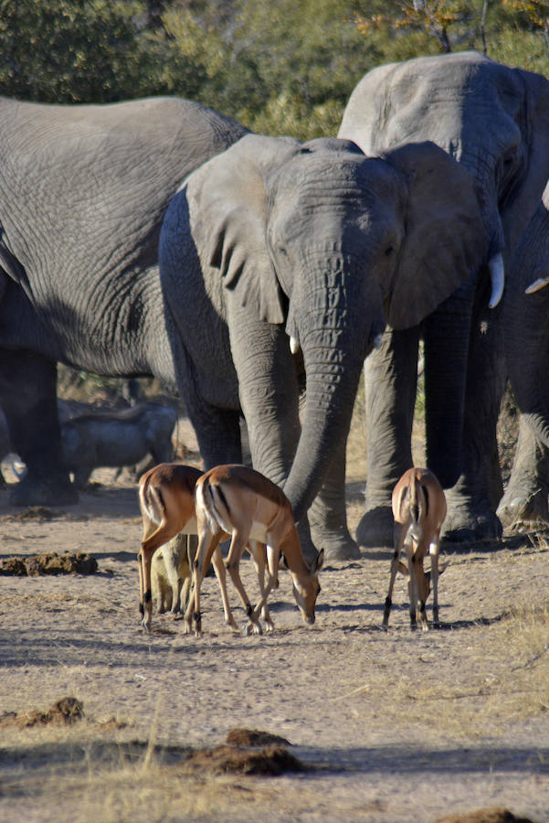 Botsuana, naturaleza en estado puro. Botsuana tiene más de un tercio de su superficie total abierta, lo que permite a los animales que deambulen salvaje y libremente a través de muchas partes del país. Fotos: The African Experiences