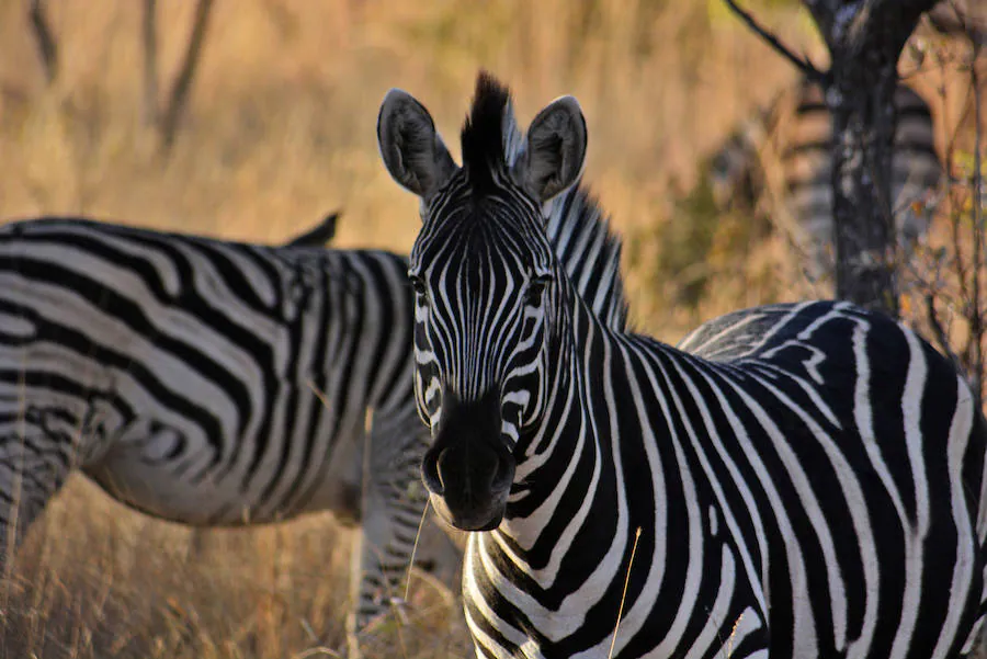 Botsuana, naturaleza en estado puro. Botsuana, fue elegido el mejor país para viajar en 2016 por la prestigiosa revista Lonely Planet. Fotos: The African Experiences