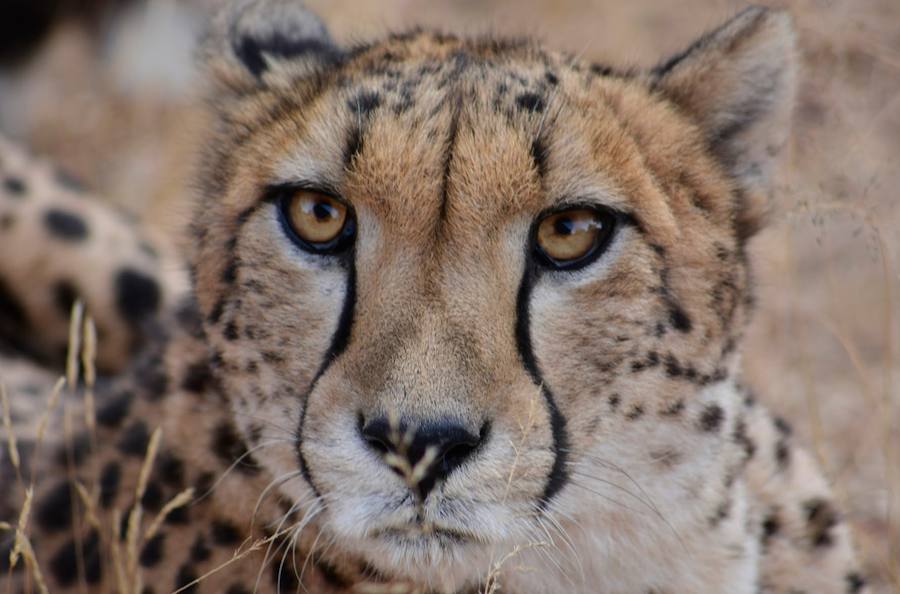 Botsuana, naturaleza en estado puro. El norte, en particular, ofrece excelentes oportunidades para observar la vida salvaje. Fotos: The African Experiences