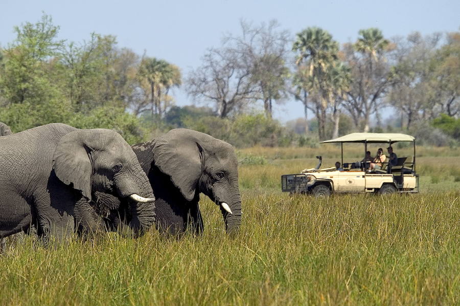 Botsuana, naturaleza en estado puro. El delta del Okavango tiene cerca de 120.000 elefantes. Parece imposible salir de su territorio sin disfrutar de paquidermos hasta el hartazgo. Fotos: The African Experiences
