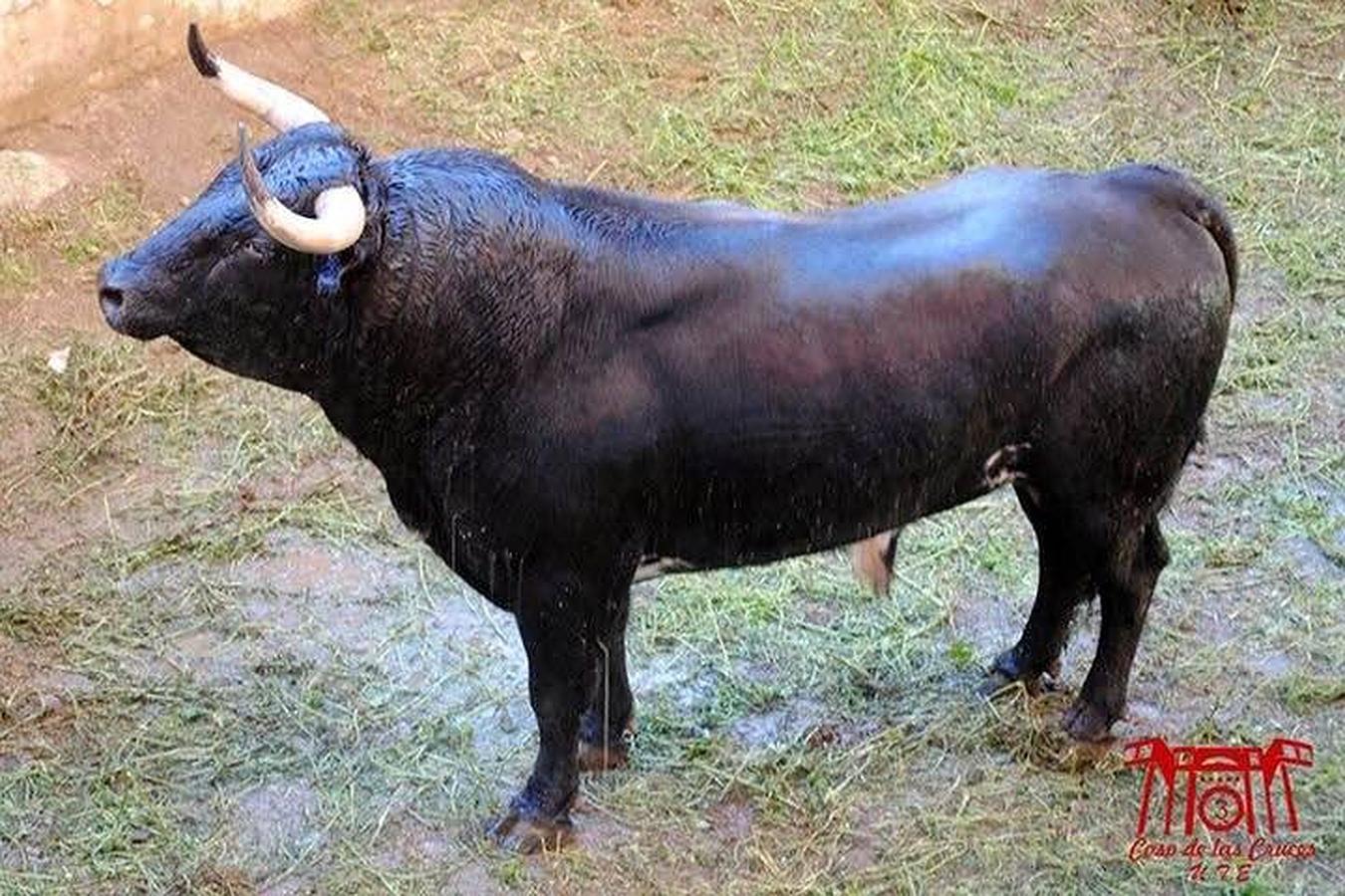 Estos son los toros para la corrida de primavera de Guadalajara