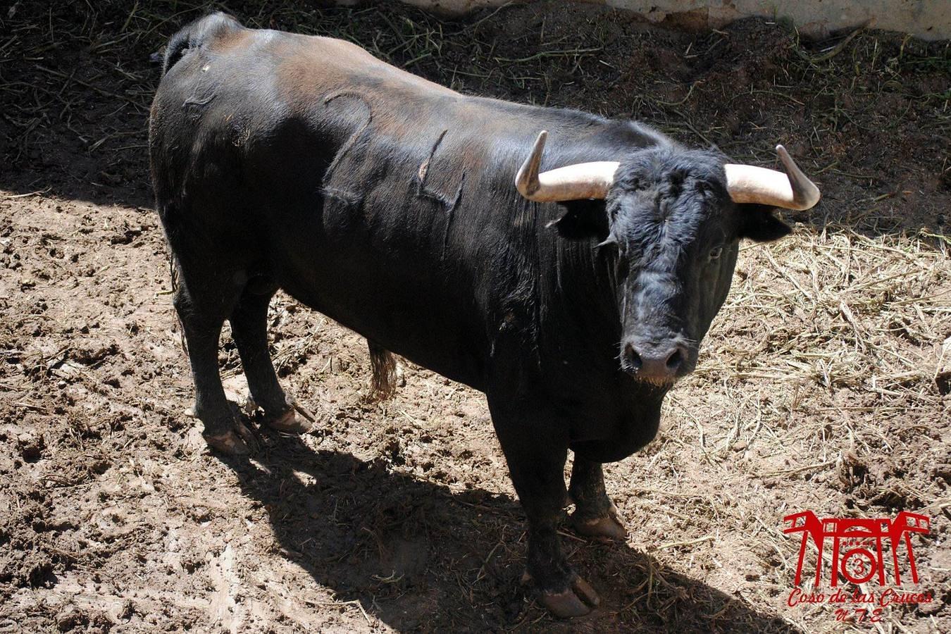 Estos son los toros para la corrida de primavera de Guadalajara