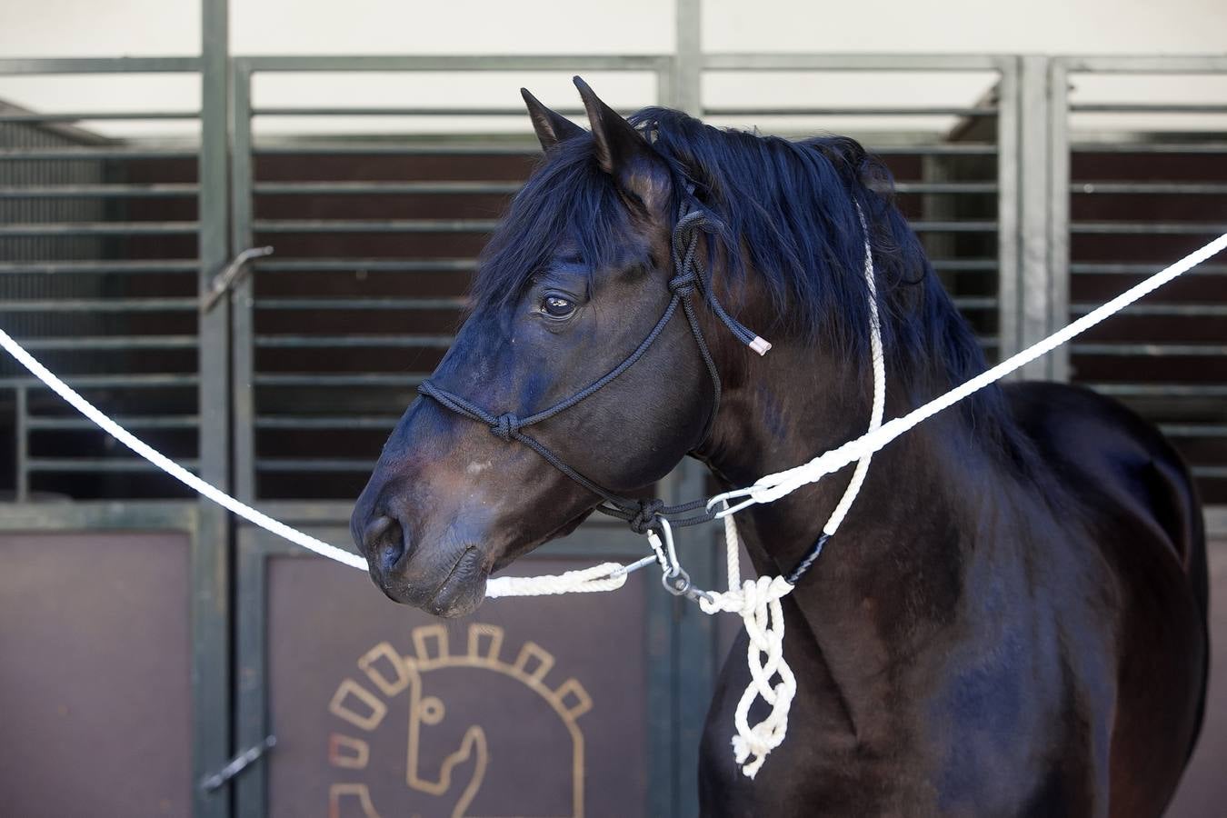 El caballo, protagonista del fin de semana en Córdoba