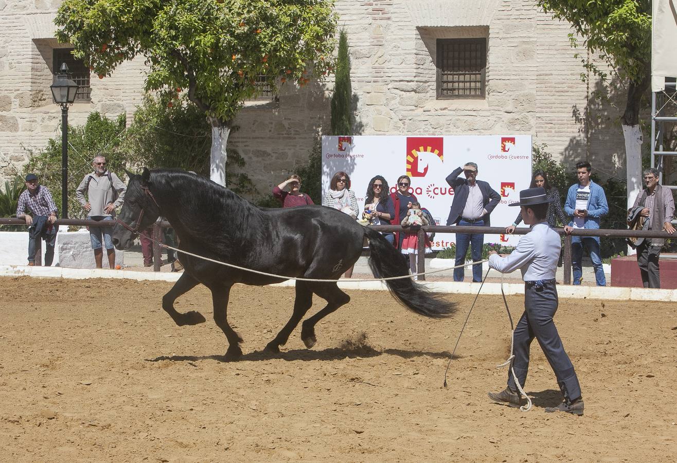 El caballo, protagonista del fin de semana en Córdoba