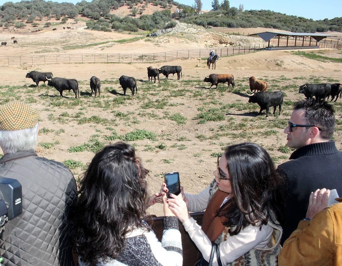 Visita a la ganadería de Fuente Ymbro, foto a foto