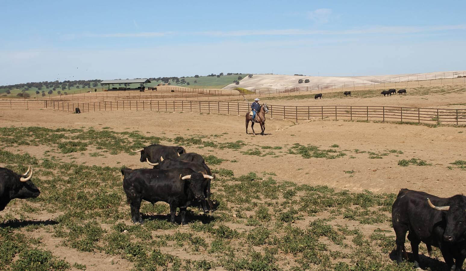 Visita a la ganadería de Fuente Ymbro, foto a foto