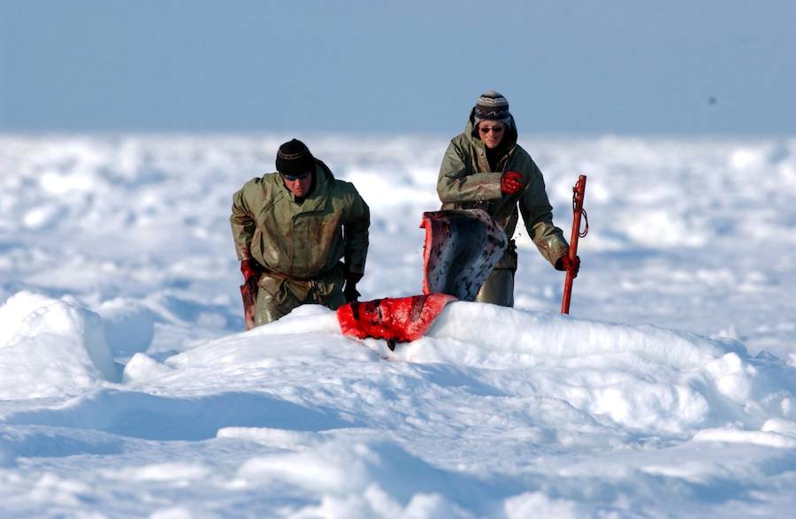 Comienza la caza comercial de focas en Canadá. 