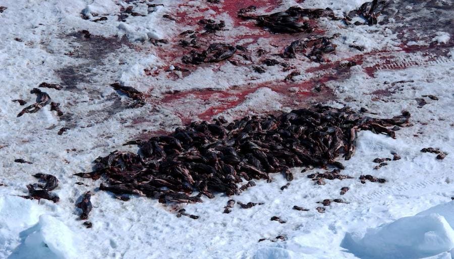 Comienza la caza comercial de focas en Canadá