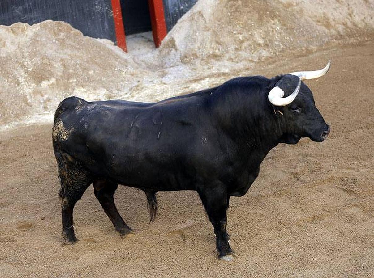 Estos son los toros que lidiarán Morante, El Juli y Perera en la Maestranza