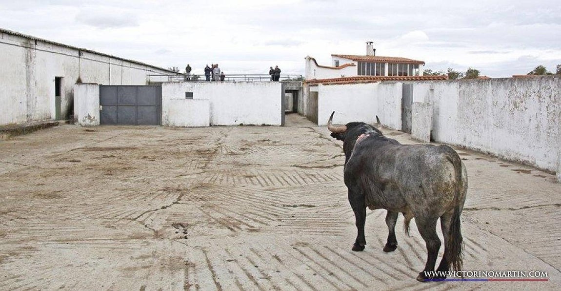 Miradas en la distancia próxima. 