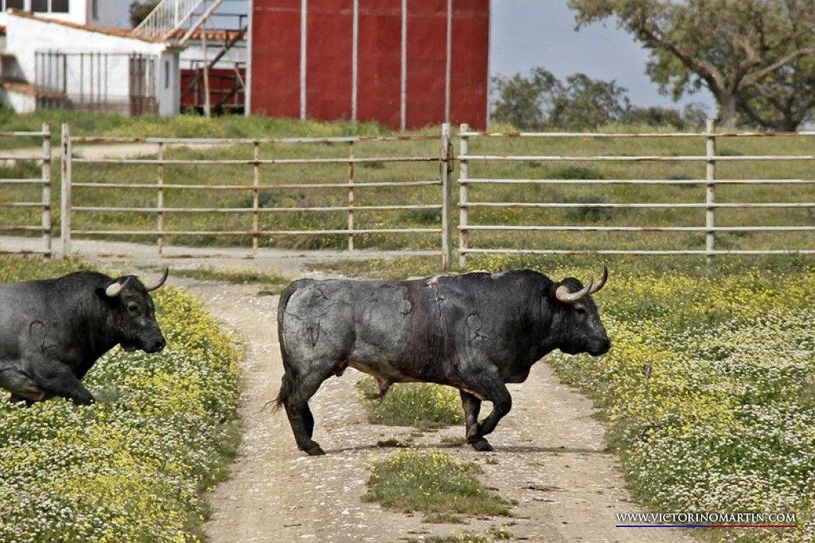 La vuelta al paraíso bravo. 