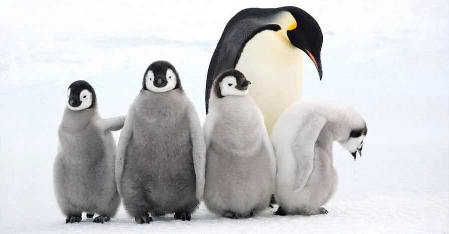 ¿A quién no le gustan los pingüinos?