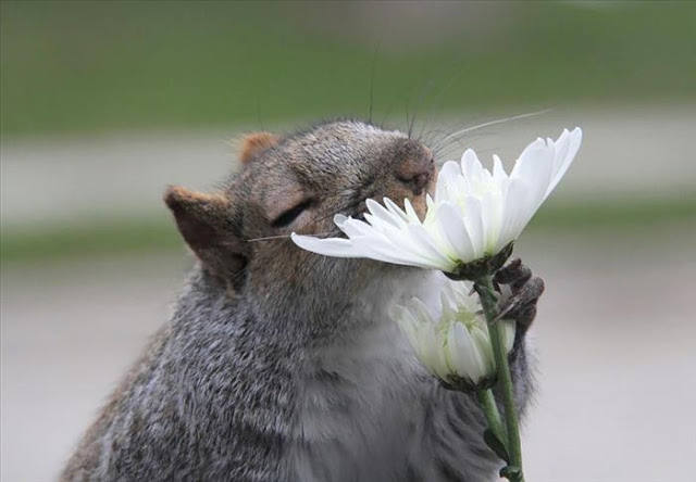 ¿A qué huelen las flores?. 