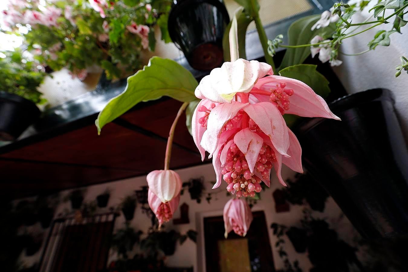 En imágenes, los Patios del Alcázar Viejo