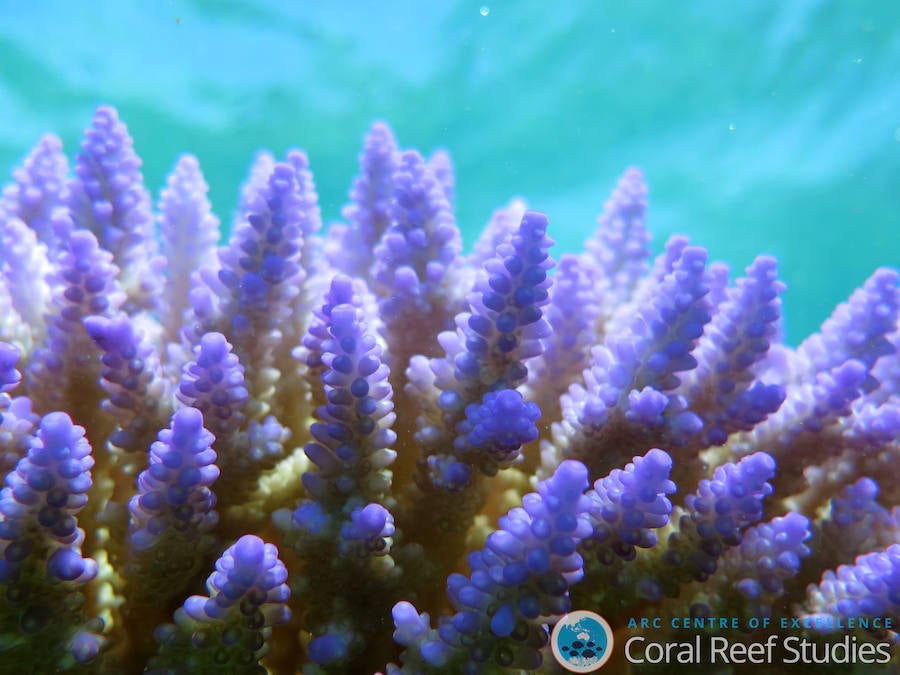 La Gran Barrera de Coral sufrirá blanqueamientos masivos para 2050. 