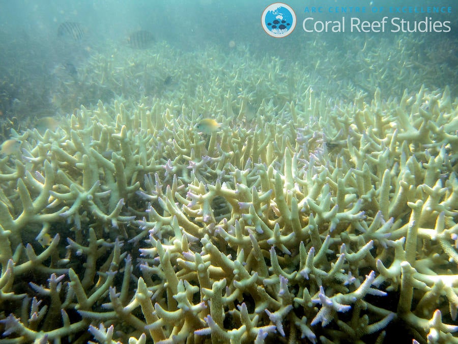 La Gran Barrera de Coral sufrirá blanqueamientos masivos para 2050. 