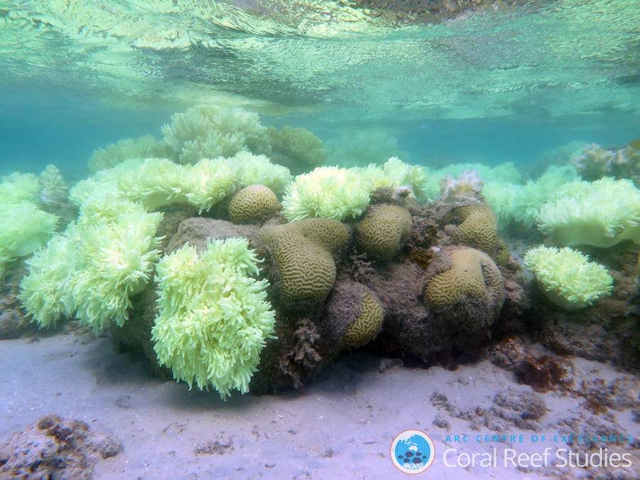 La Gran Barrera de Coral sufrirá blanqueamientos masivos para 2050. 