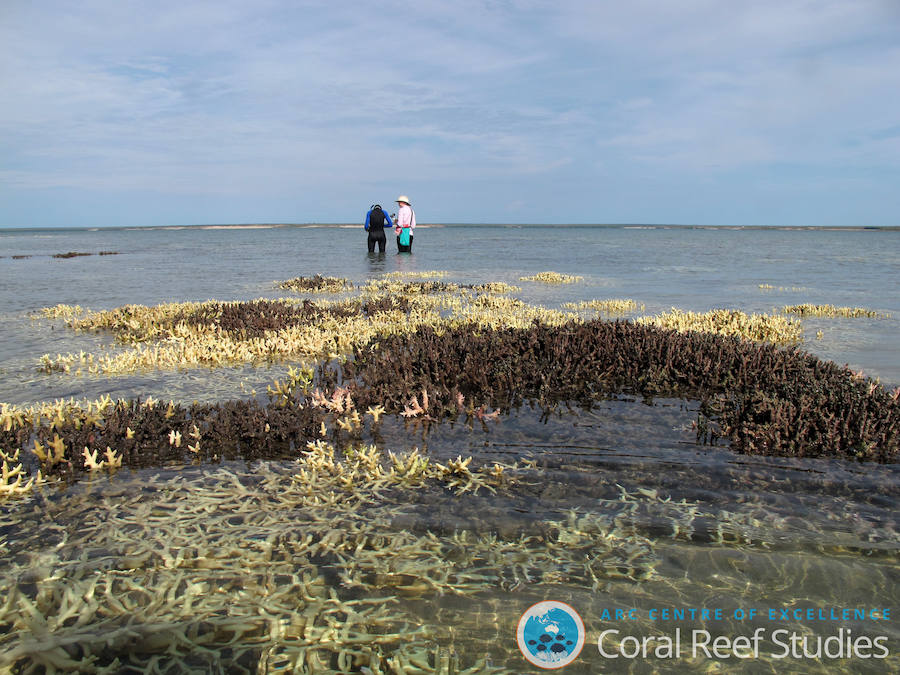 La Gran Barrera de Coral sufrirá blanqueamientos masivos para 2050. 