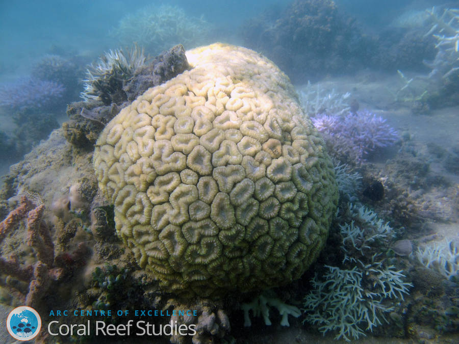 La Gran Barrera de Coral sufrirá blanqueamientos masivos para 2050. Un aumento de 0,5ºC puede privar a los corales de su mecanismo de tolerancia térmica