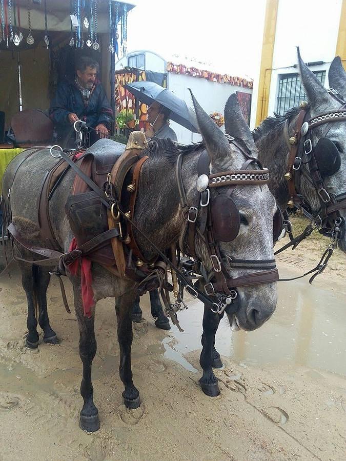 «Charo» y «Chula» por las calles de la aldea