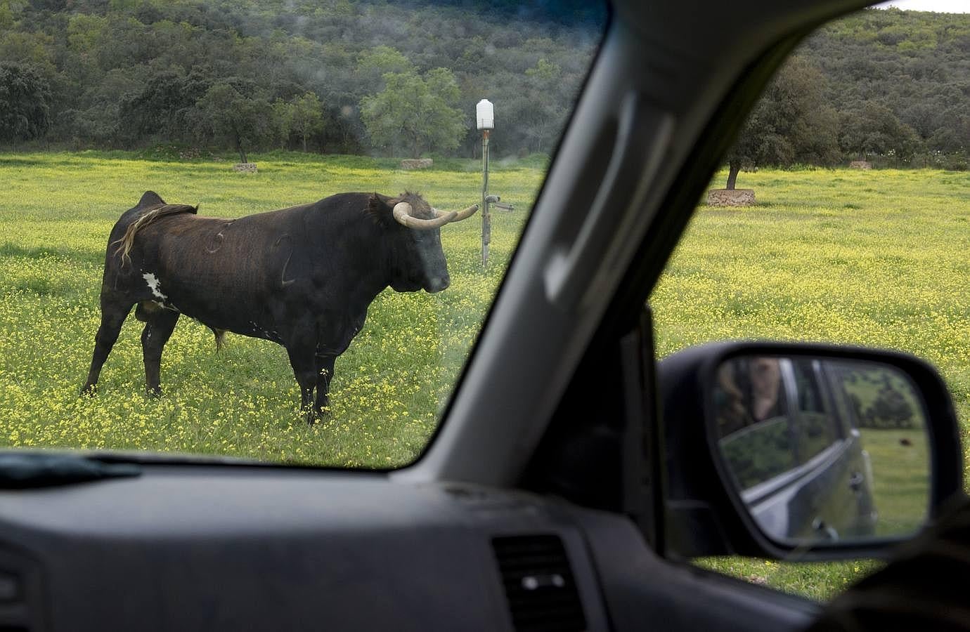 La camada 2016 de Alcurrucén, foto a foto