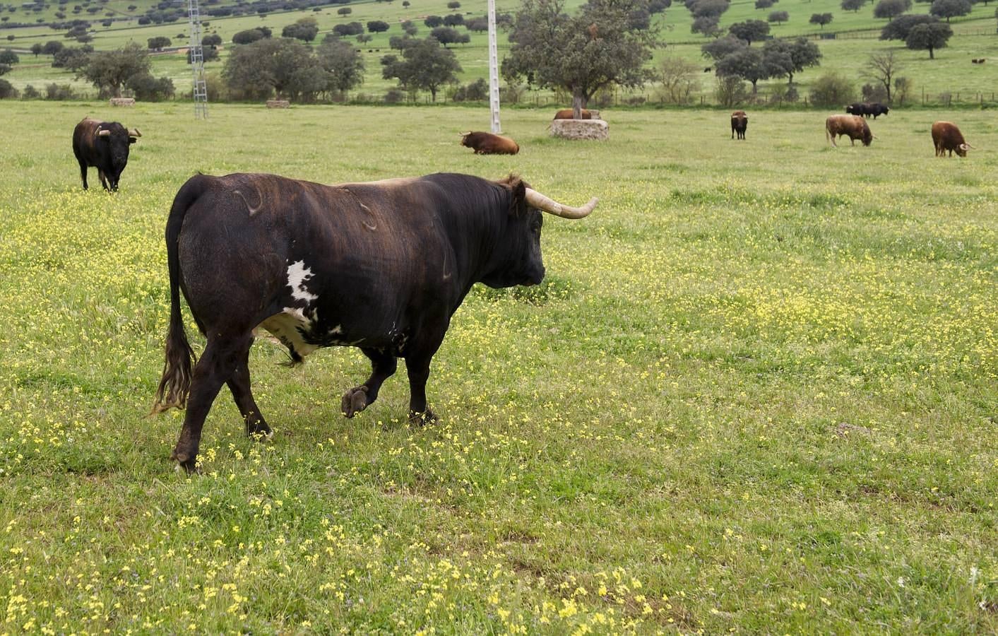 La camada 2016 de Alcurrucén, foto a foto