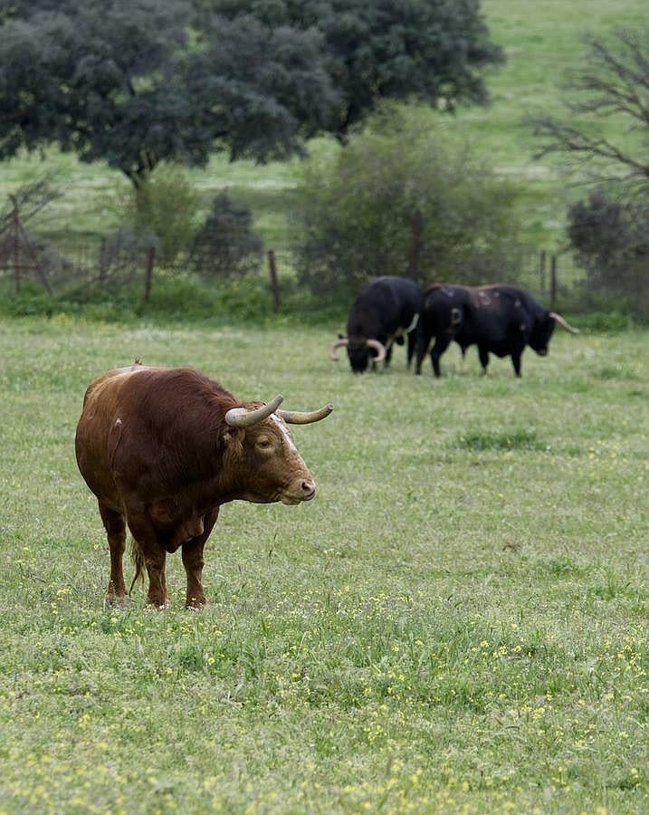 La camada 2016 de Alcurrucén, foto a foto