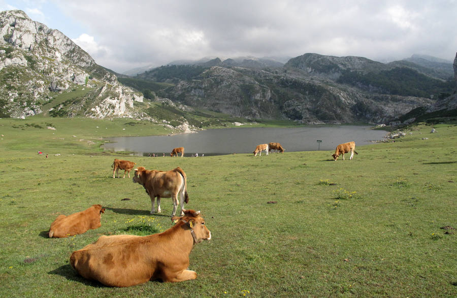 Conseguir el objetivo de «Hambre Cero» para 2030, pese al cambio climático. .La ganadería es responsable de casi dos tercios de los gases de efecto invernadero agrícolas (GEI), y del 78% de las emisiones de metano agrícolas.
