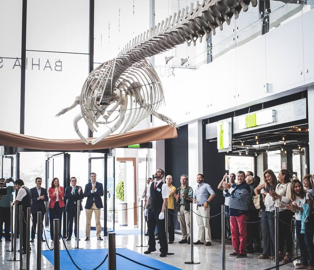 Bahía Sur expone la ballena varada