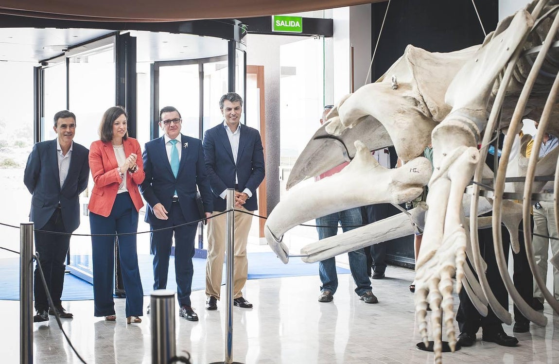 Bahía Sur expone la ballena varada