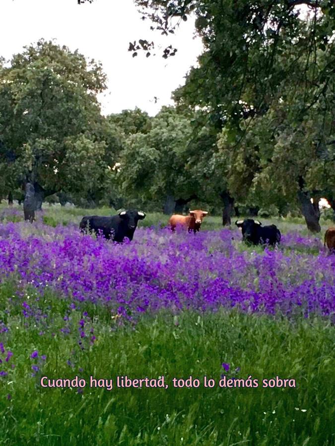 El toro bravo, rey del día Mundial del Medio Ambiente